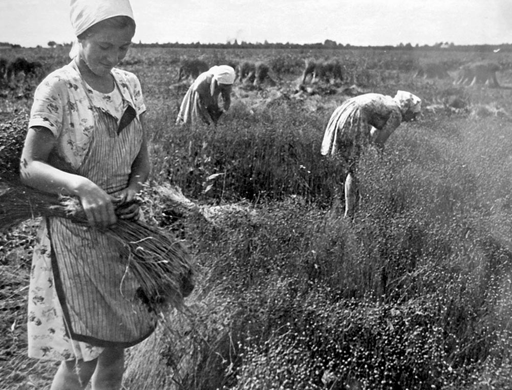 Уборка льна в колхозе имени Кирова. Фото из архива школьного музея