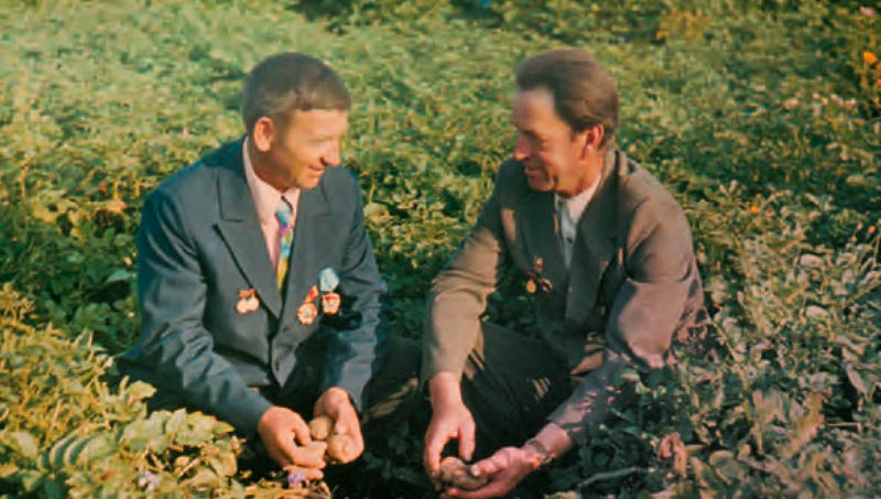 Знатные картофелеводы Иван Иванович Грицкевич (справа) и Владимир Петрович Костюкевич